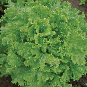 BERGAM'S GREEN-LETTUCE
