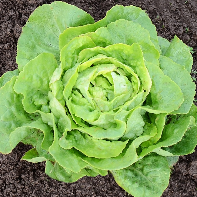 OPTIMA-LETTUCE