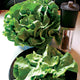 OPTIMA-LETTUCE