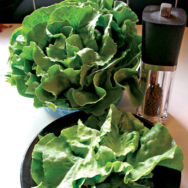 OPTIMA-LETTUCE