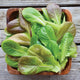 YUKON WINTER MIX-LETTUCE
