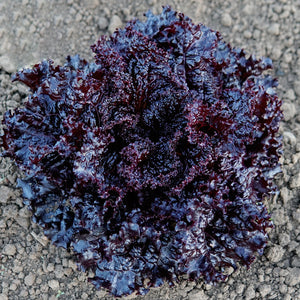 BLACK HAWK-LETTUCE