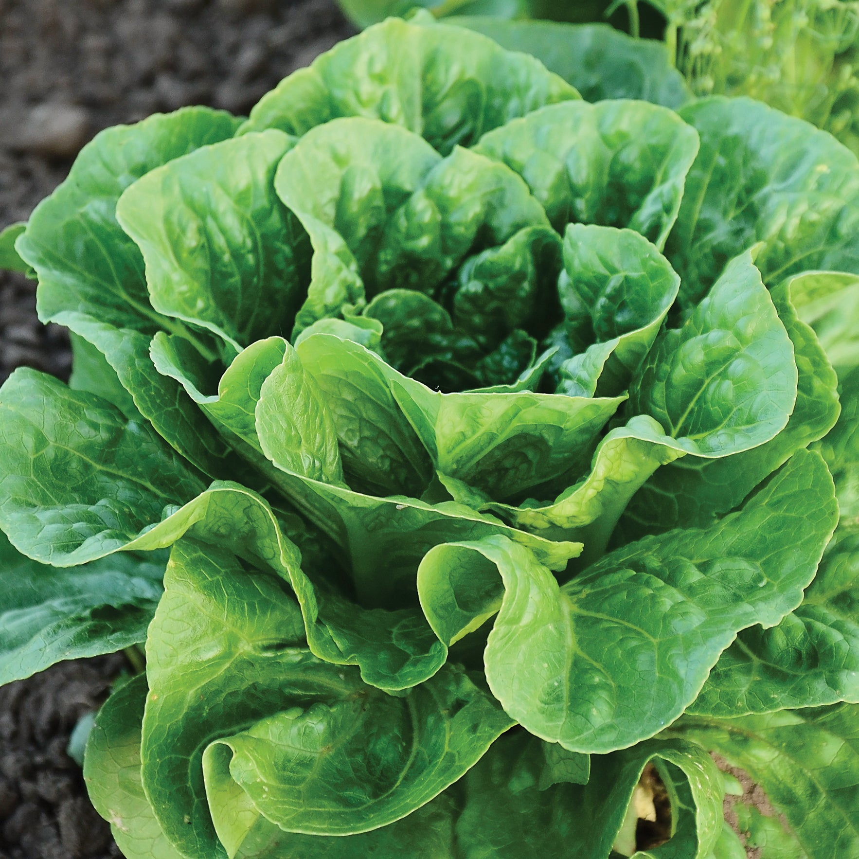 Bullet Lettuce Organic Seed | ORGANIC SEED / 1/2 gram | Territorial Seed