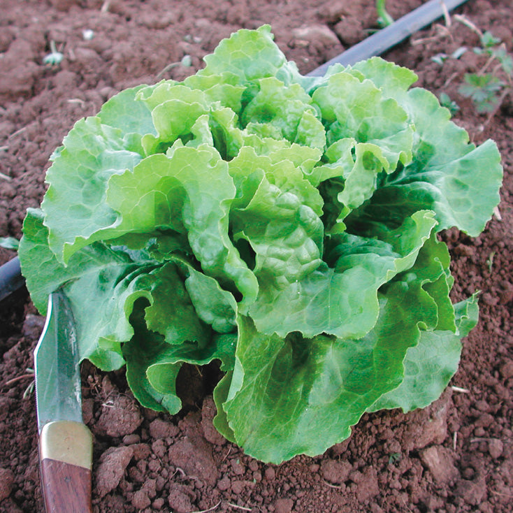 Winterwunder Lettuce Seed Territorial Seed
