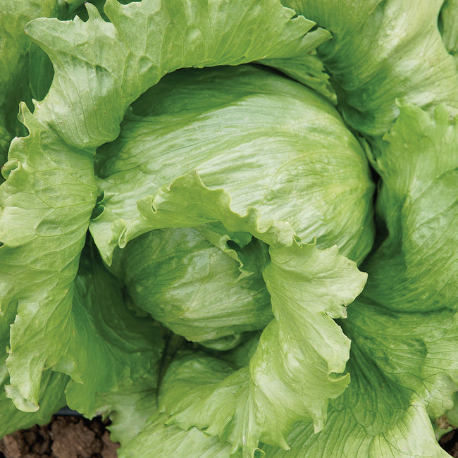 REGENCY 2.0-LETTUCE