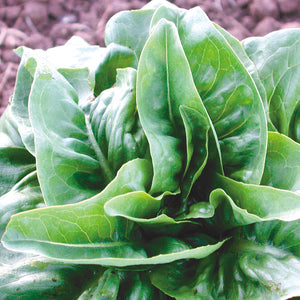 GREEN DEER TONGUE-LETTUCE