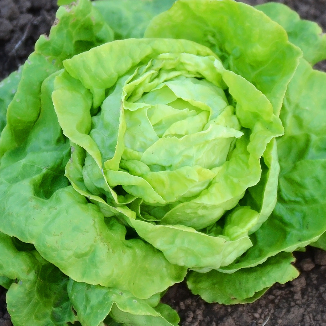 Territorial Seed Company Victoria Lettuce