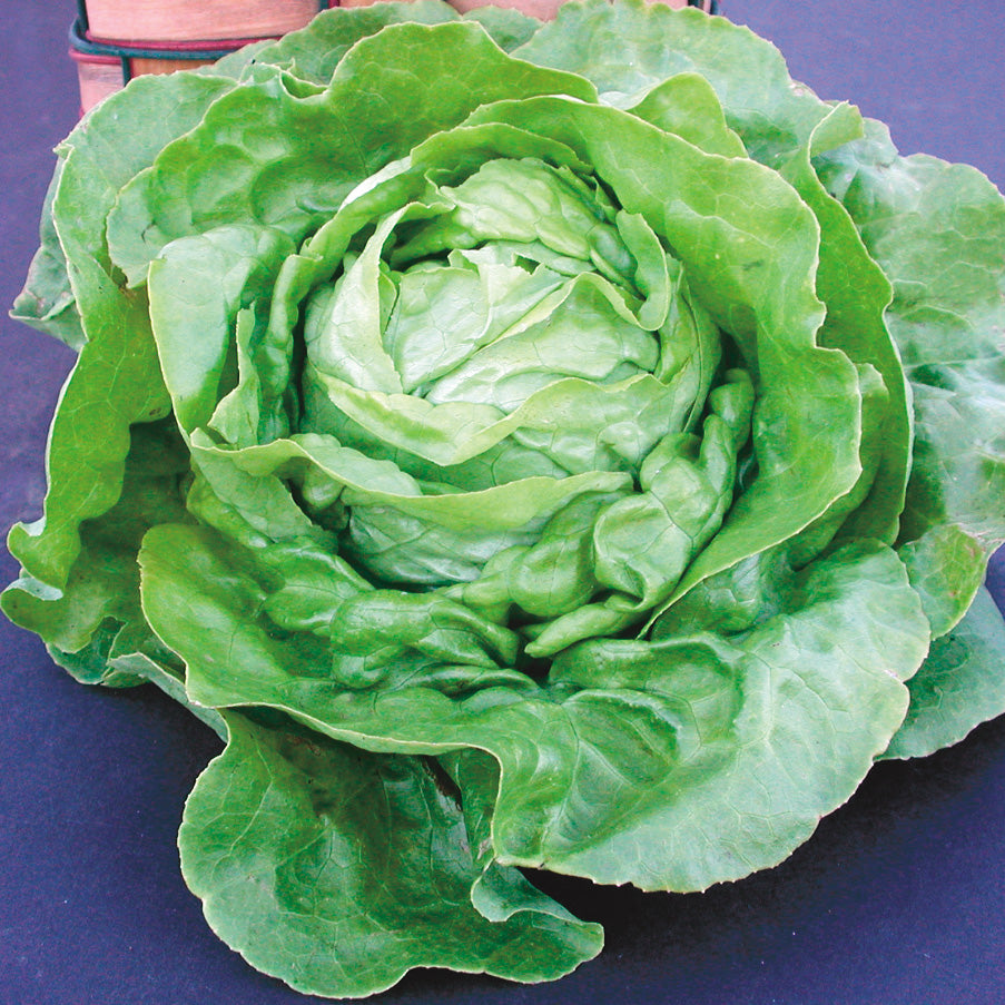 Territorial Seed Company Victoria Lettuce - Thumbnail 2