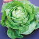 VICTORIA-LETTUCE