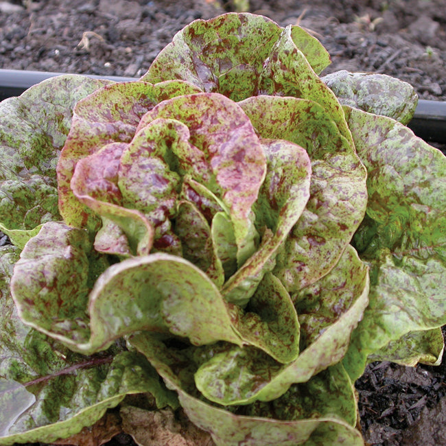 SPECKLES-LETTUCE