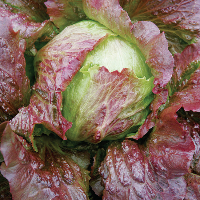 RED ICEBERG LETTUCE
