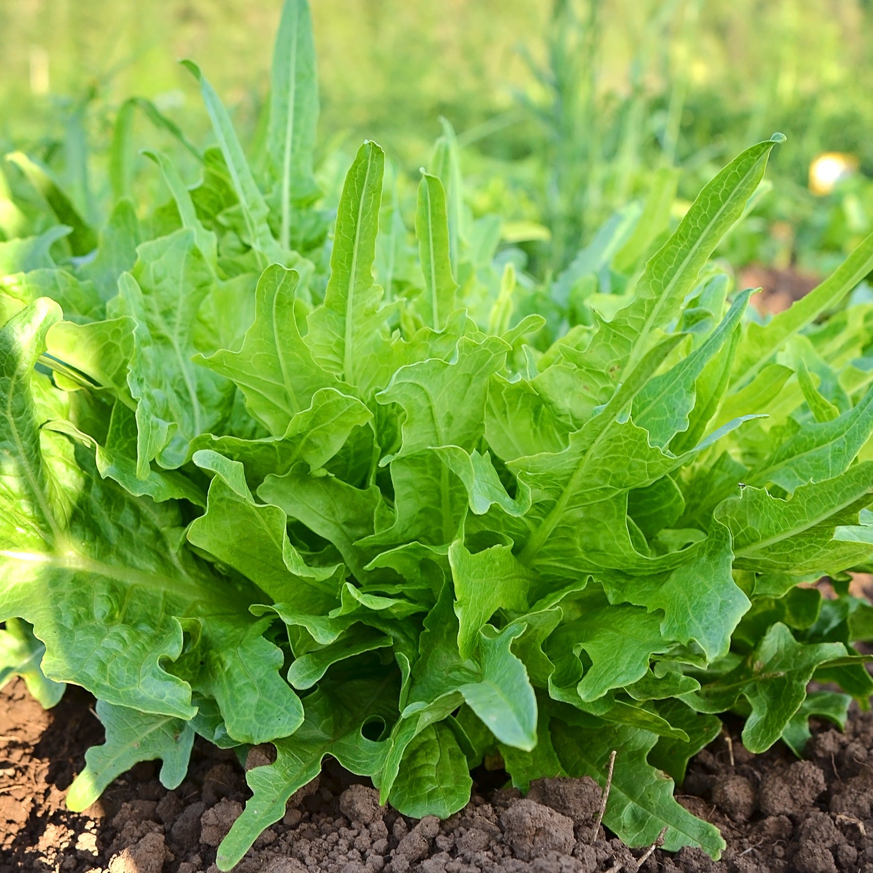 territorialseed.com