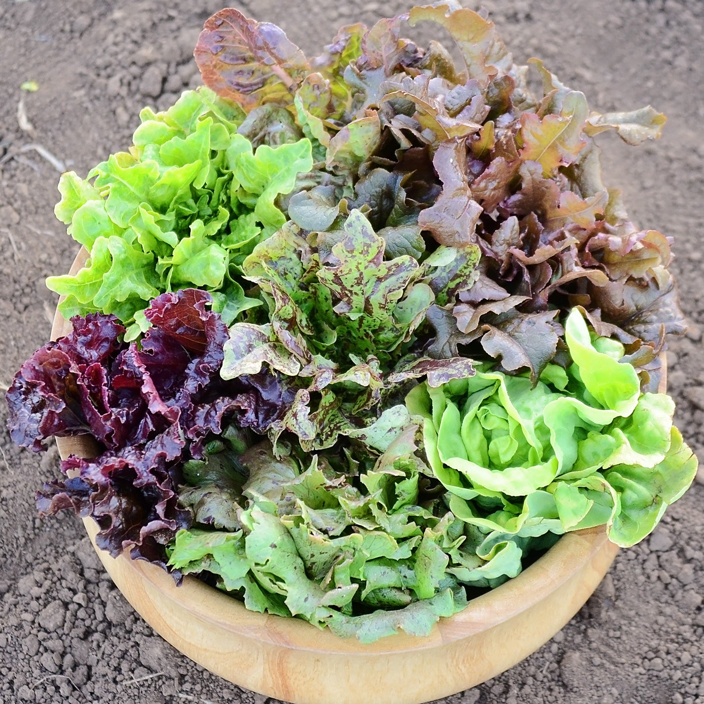 Territorial Seed Company Wildest Garden Lettuce Mix