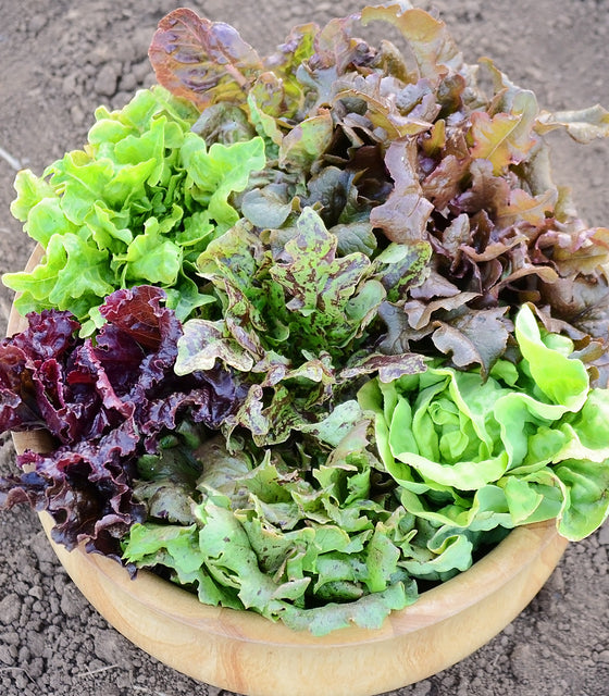 Front view of Wildest Garden Lettuce Mix showing assorted colorful lettuce heads in a round basket on a light background