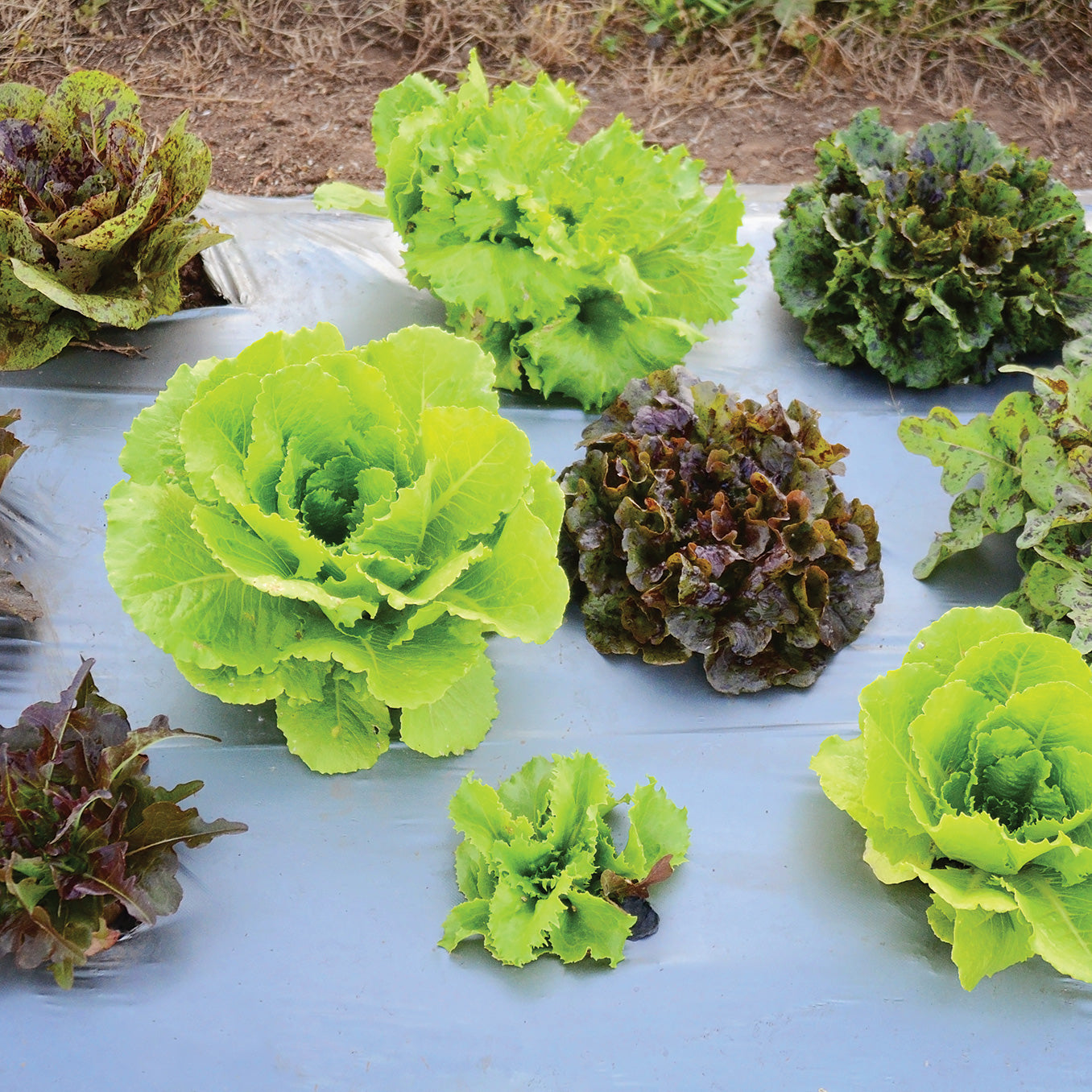 Territorial Seed Company Wildest Garden Lettuce Mix - Thumbnail 3