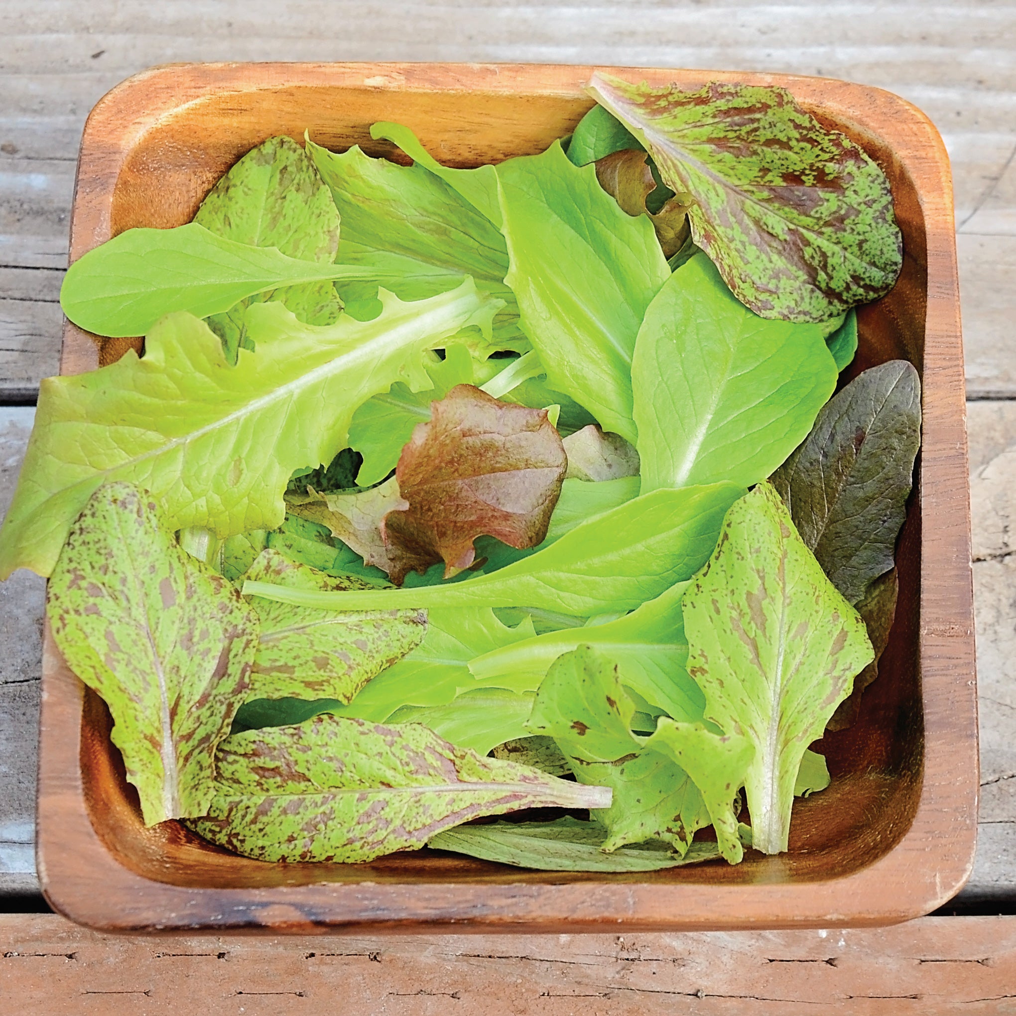 Territorial Seed Company Wildest Garden Lettuce Mix - Thumbnail 5