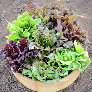 WILDEST GARDEN LETTUCE MIX-LETTUCE