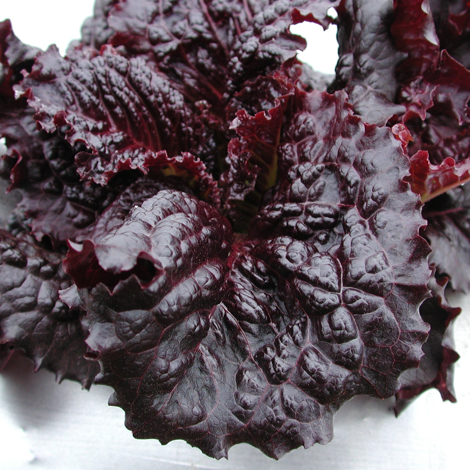 Merlot Lettuce Territorial Seed
