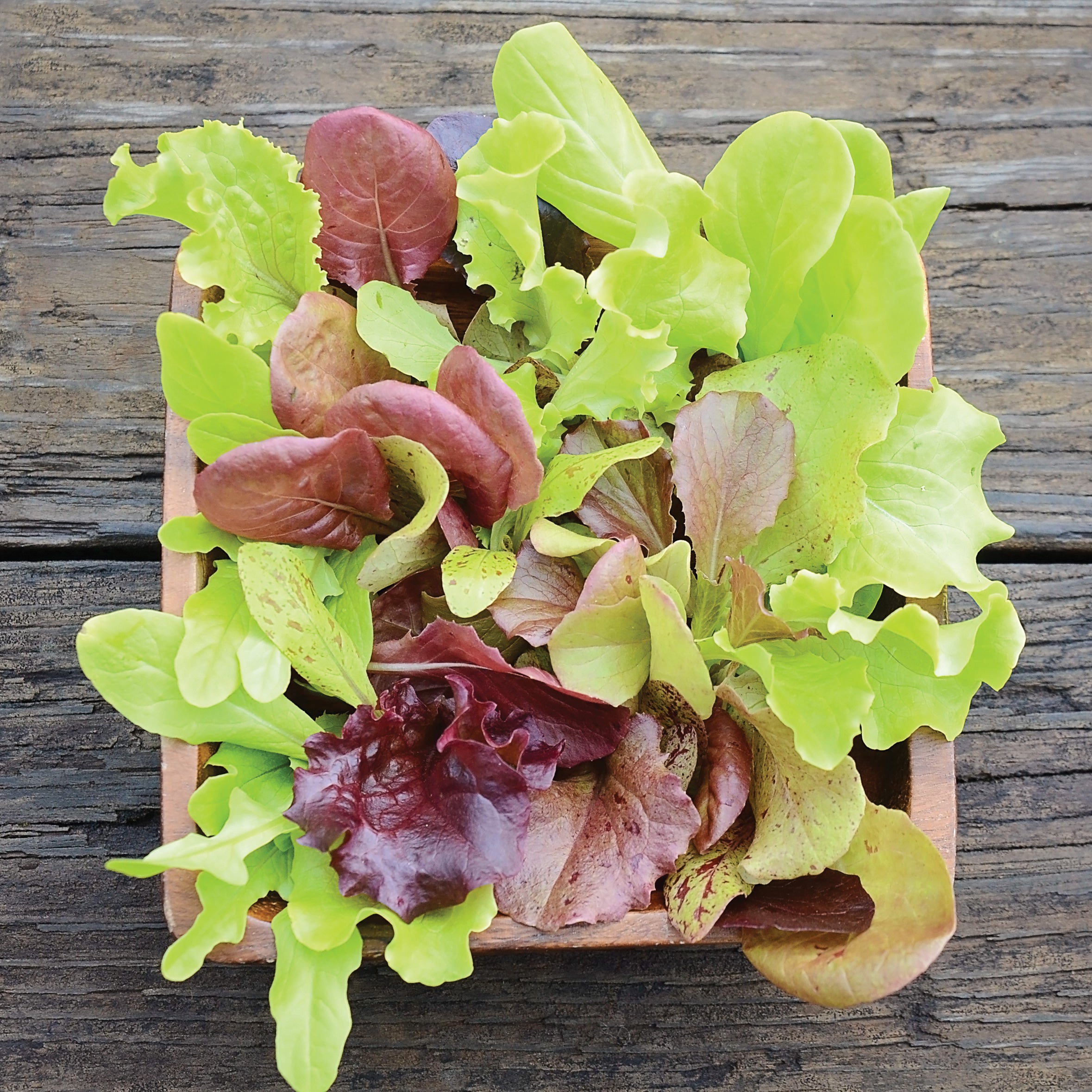 Spring Mix Letuce London Springs Lettuce Mix Lettuce Seed | ORGANIC SEED / 3 grams ...