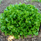 Close-up of Hampton lettuce head showcasing medium-green ruffled oak-shaped leaves