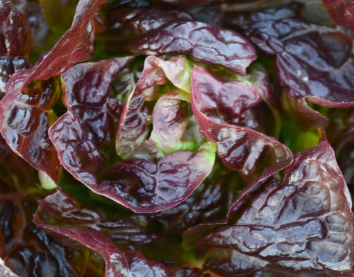 ALKINDUS-LETTUCE