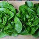 NEWHAM-LETTUCE