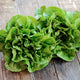 RAINIER-LETTUCE