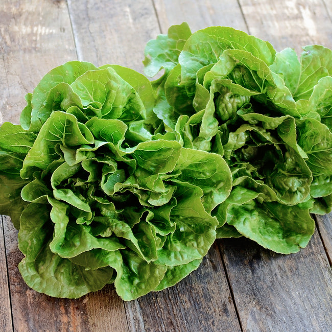 RAINIER-LETTUCE