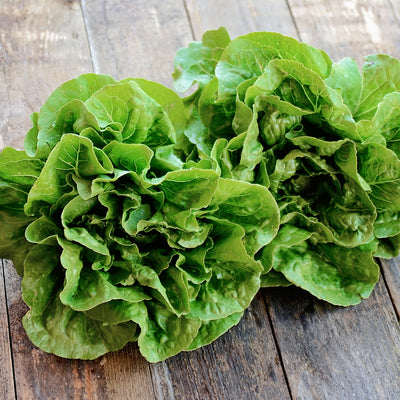 RAINIER-LETTUCE