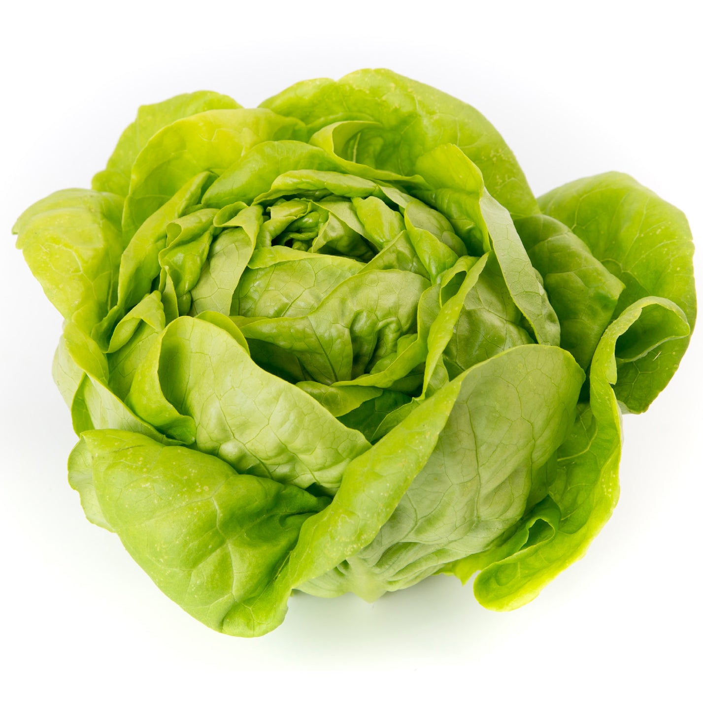 Territorial Seed Company Rex Lettuce