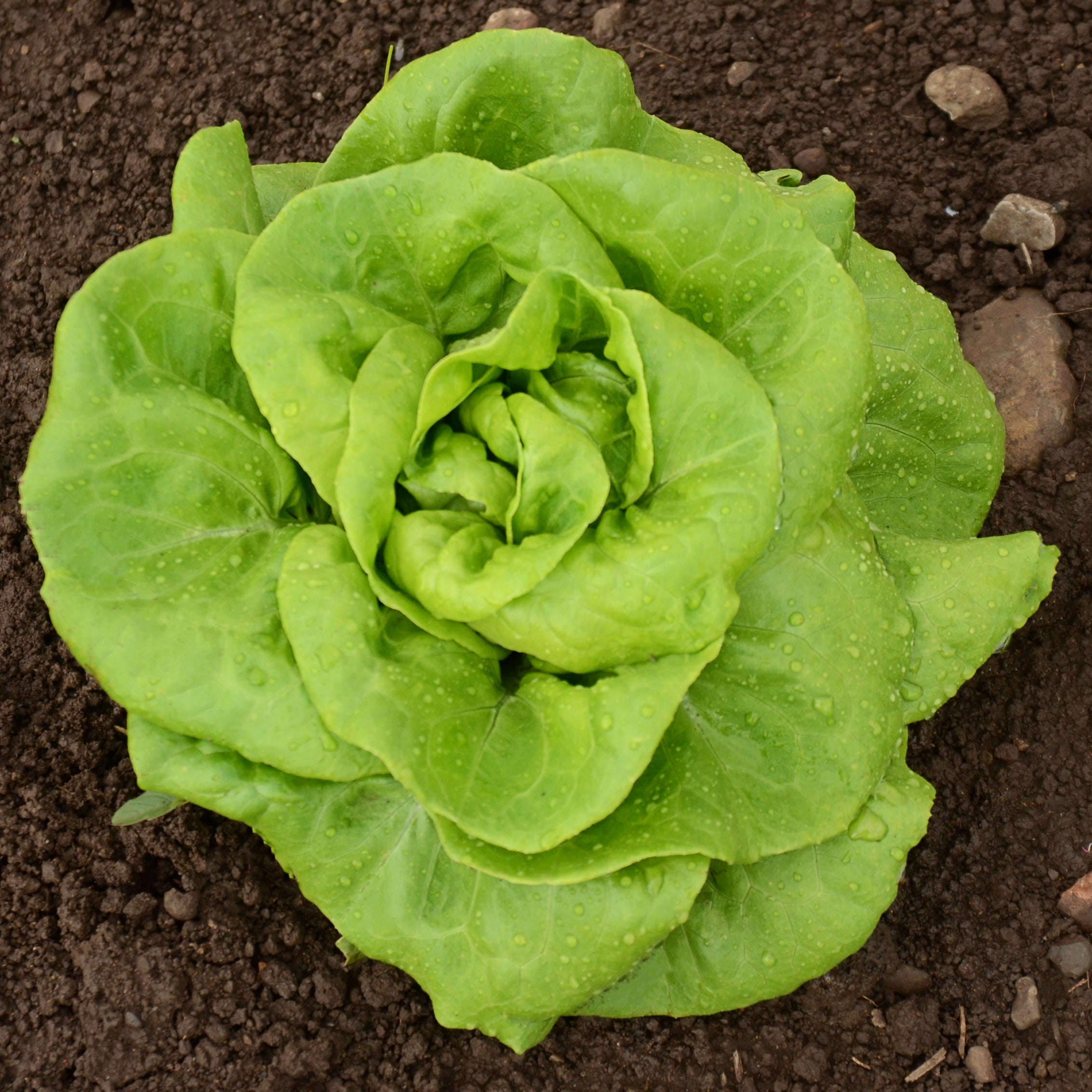Territorial Seed Company Rex Lettuce - Thumbnail 2