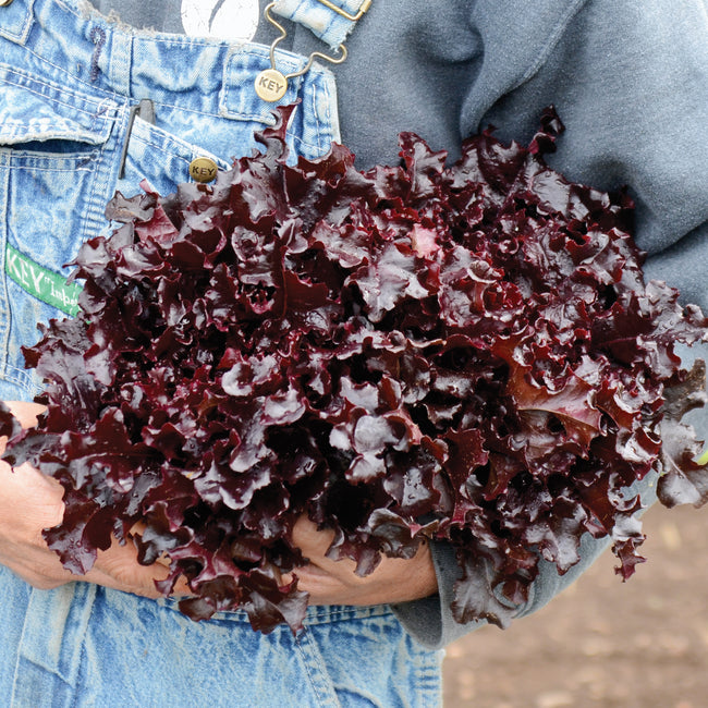 RED SALAD BOWL-LETTUCE