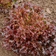 BURGANDY-LETTUCE