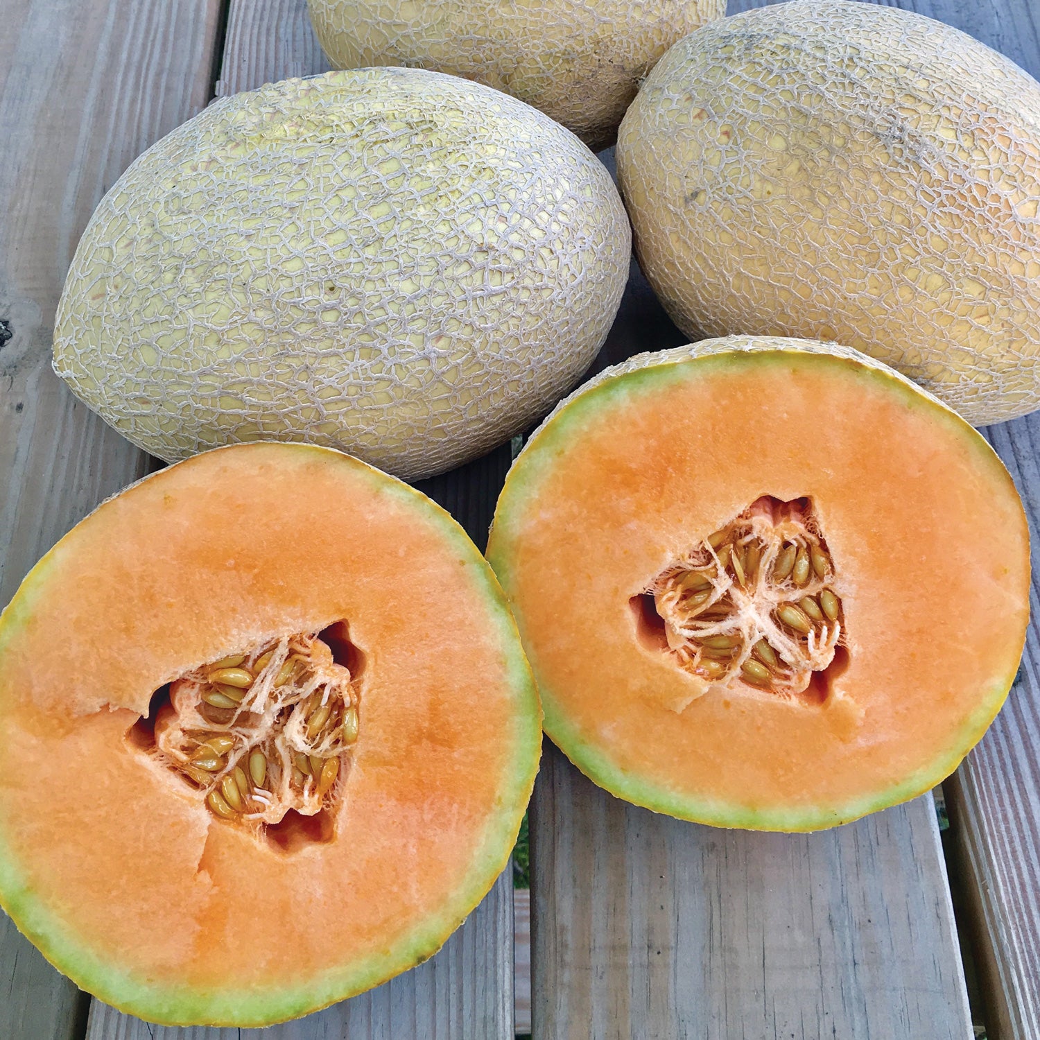 Territorial Seed Company Sugar Rush Cantaloupe - Thumbnail 2