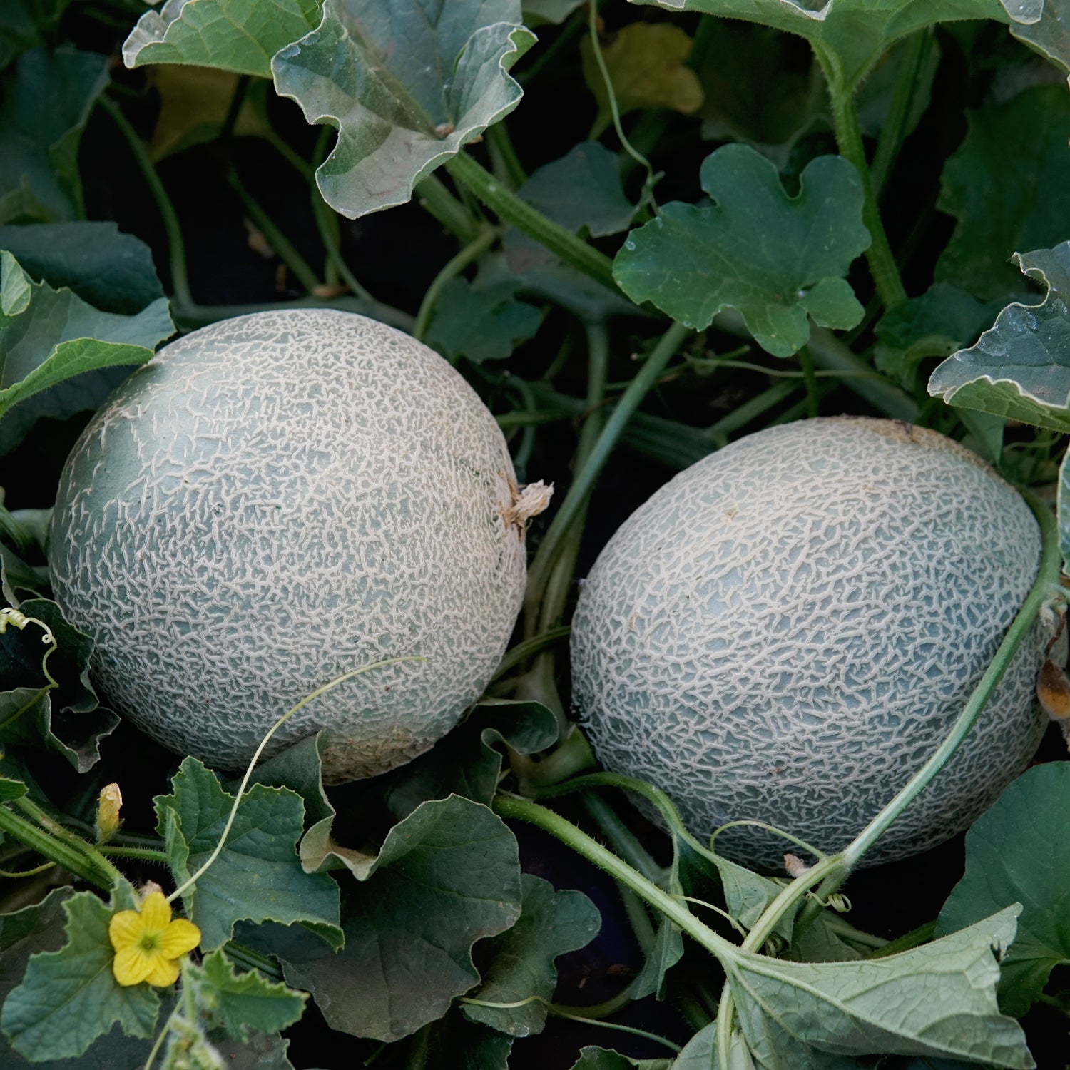 Territorial Seed Company Sugar Rush Cantaloupe