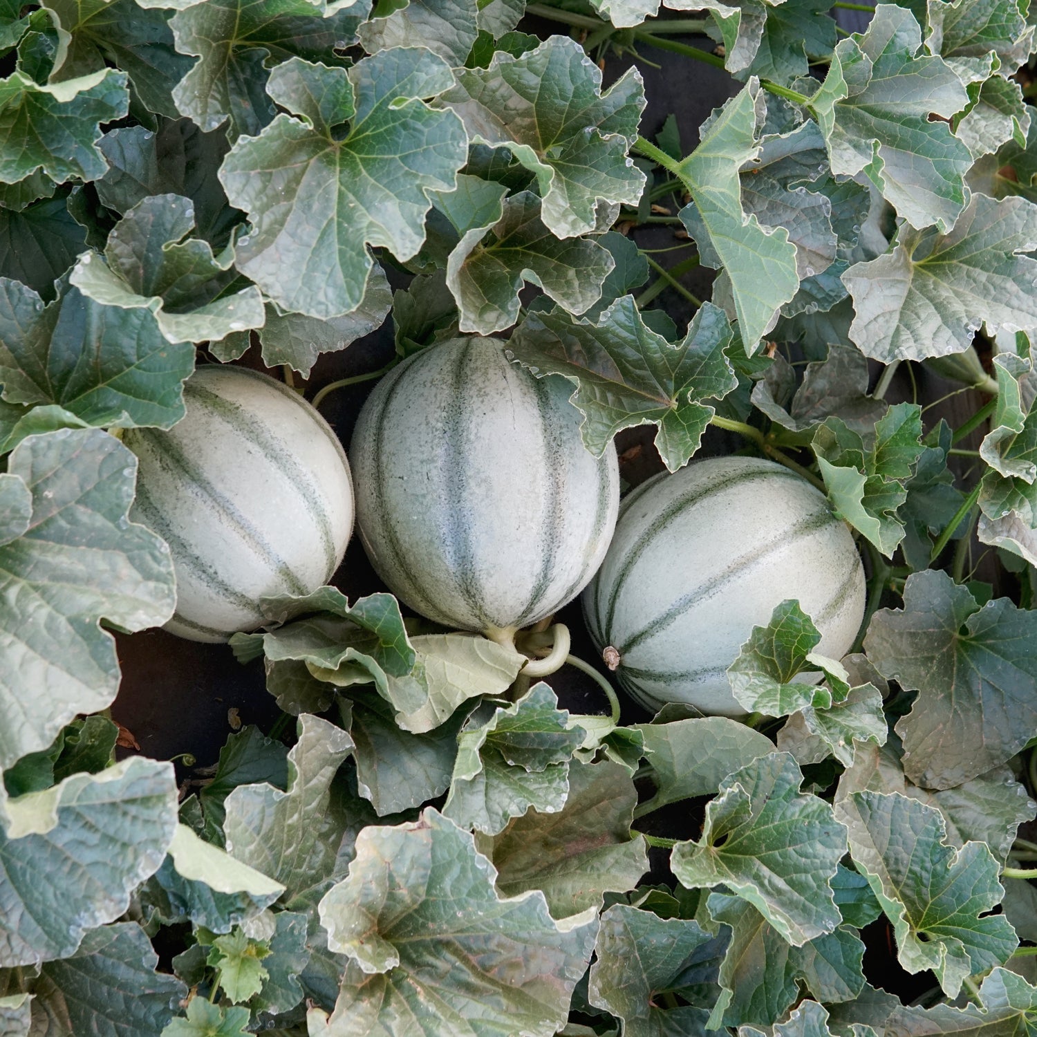 Alvaro Melon - Thumbnail 2