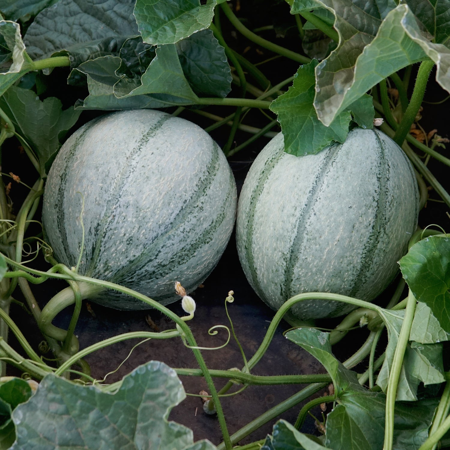 Territorial Seed Company D'Artagnan Melon - Thumbnail 2