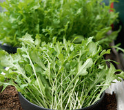 ARUGULA-ARUGULA