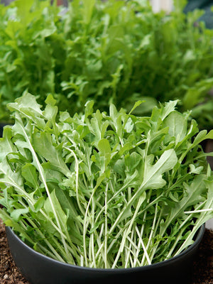 ARUGULA-ARUGULA