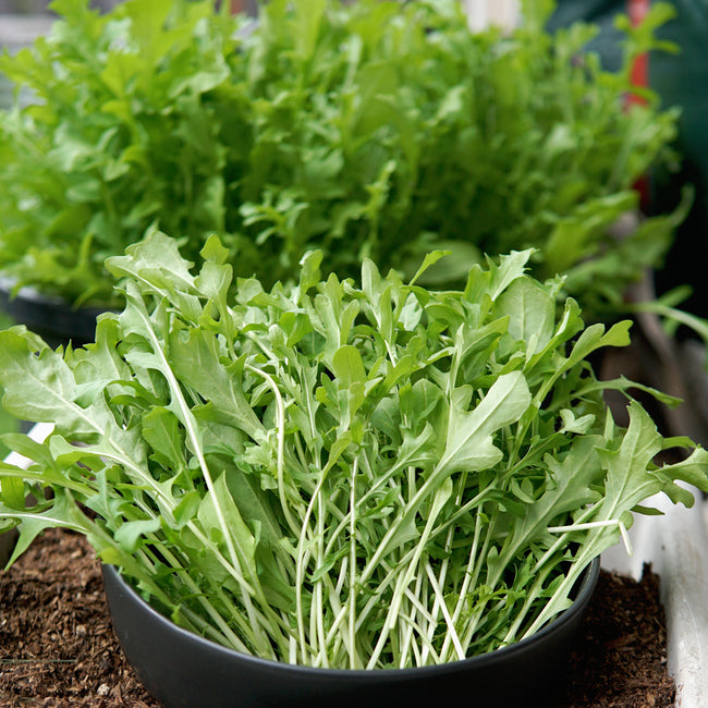 ARUGULA-ARUGULA