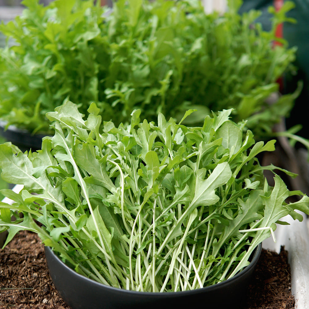 Rocket Arugula Plant rocket-arugula-plant