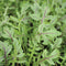 DRAGON'S FIRE-ARUGULA