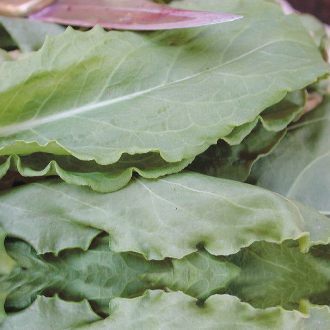 FRENCH SORREL-SORREL