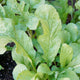 ROQUETTE-ARUGULA