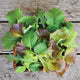MILD MESCLUN BLEND-GOURMET MESCLUN SALAD BLENDS