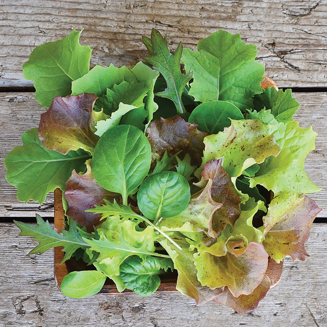 MILD MESCLUN BLEND SEED MAT-GOURMET MESCLUN SALAD BLENDS