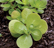 GOLDEN PURSLANE-PURSLANE