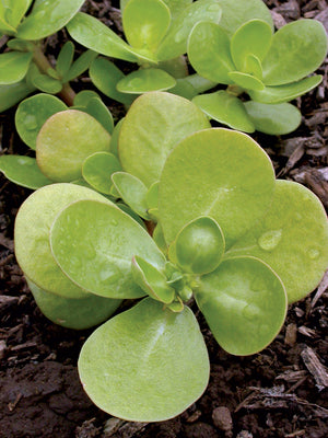 GOLDEN PURSLANE-PURSLANE