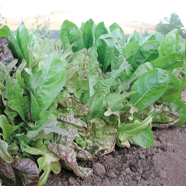 ITALIAN SALADINI BLEND-GOURMET MESCLUN SALAD BLENDS