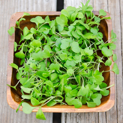 MICROGREENS BLEND-GOURMET MESCLUN SALAD BLENDS